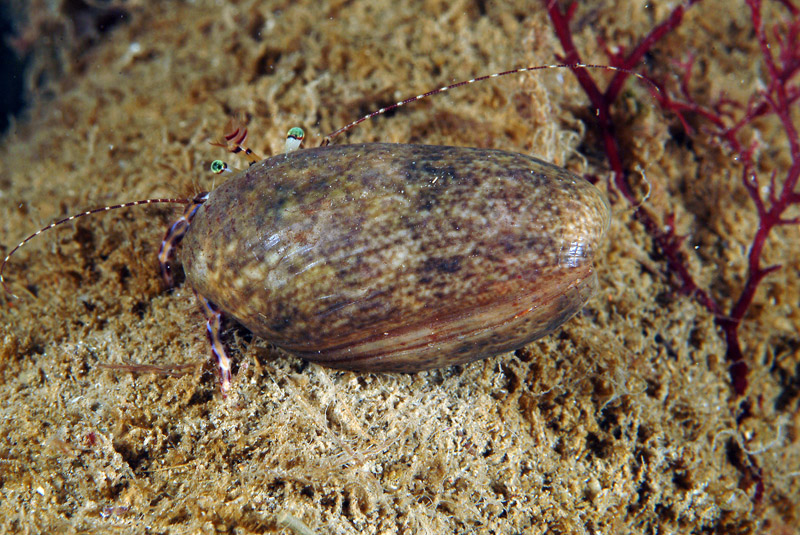 Pagurus anachoretus